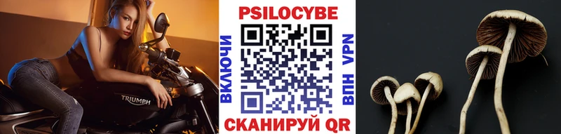 Галлюциногенные грибы Psilocybine cubensis  Котлас 